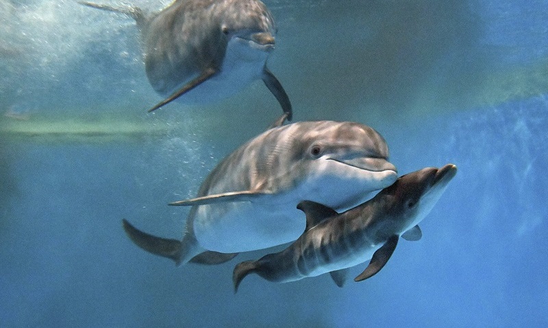 Morre filhote de golfinho nascido em zoológico de Chicago, que ganhou manchetes mundiais