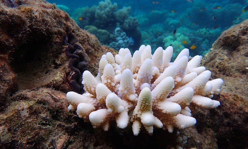 Acidificação dos oceanos ultrapassa limiar seguro para saúde da vida marinha