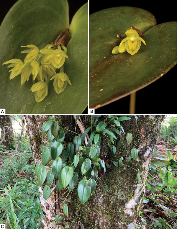 Novas espécies de orquídeas são descobertas nas florestas das nuvens da Costa Rica e Panamá