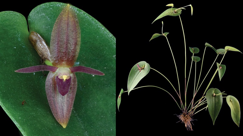 Novas espécies de orquídeas são descobertas nas florestas das nuvens da Costa Rica e Panamá