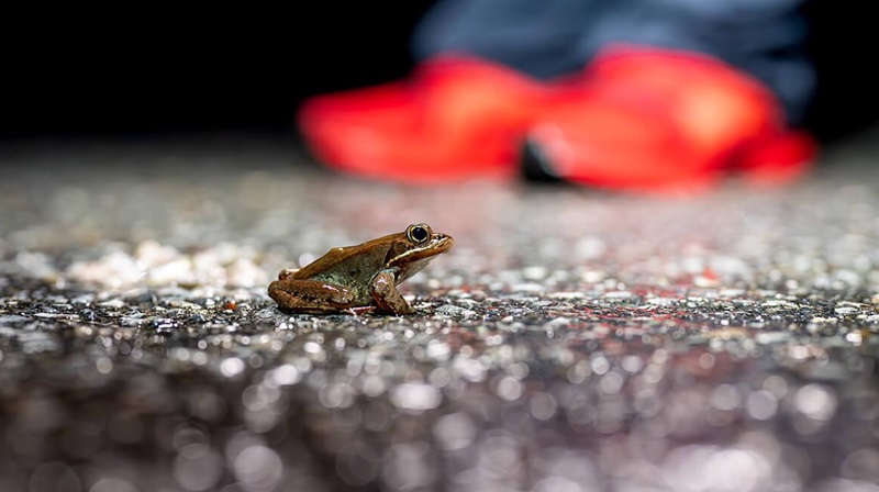 Passagens de fauna reduzem em 80% mortalidade de anfíbios