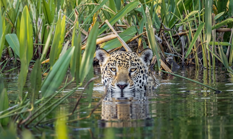 Jaguar Rivers: organizações de quatro países se unem para criar maior corredor de vida selvagem da América do Sul