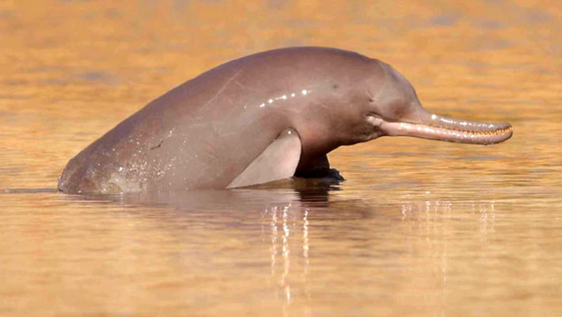 Ameaçados de extinção, golfinhos-do-rio-indo têm estômagos repletos de microplásticos