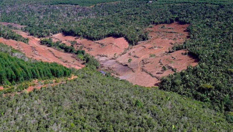 Desmatamento na Mata Atlântica cai 42% no 1º trimestre, mas bioma segue em alerta com 8 mil hectares destruídos