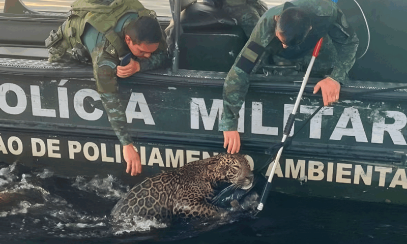 Mais de 30 estilhaços de chumbo são encontrados na cabeça e pescoço de onça resgatada no rio Negro, em Manaus