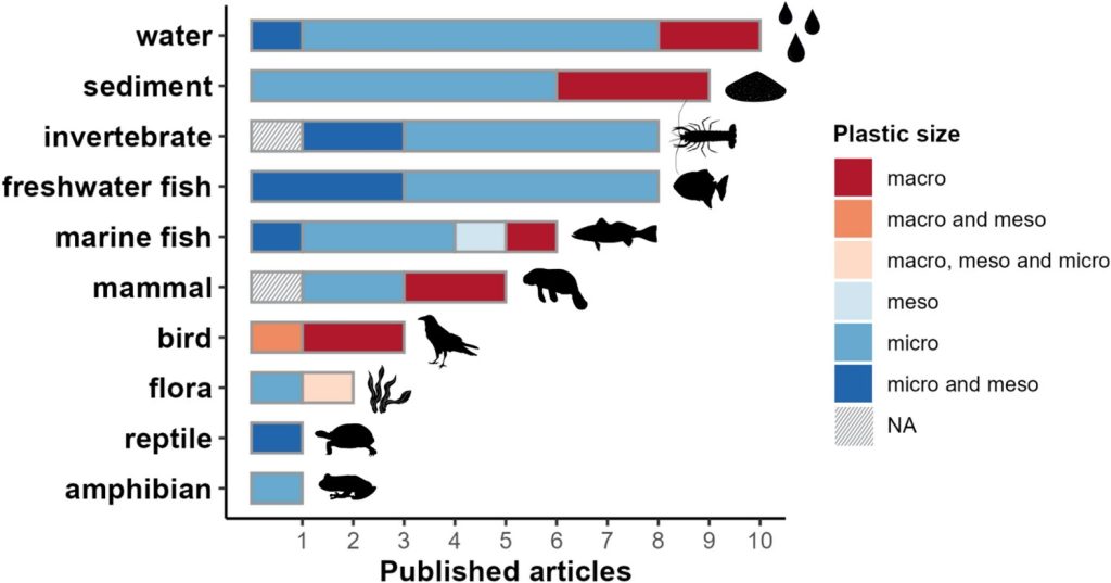 Poluição plástica está disseminada entre plantas, animais e água na Amazônia, alertam cientistas 