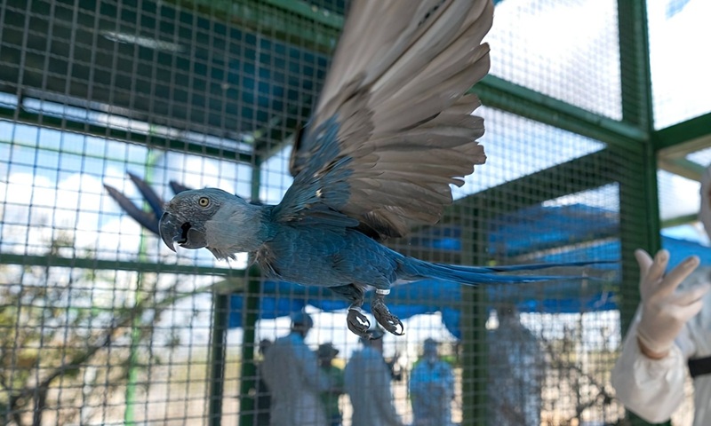 Ararinhas-azuis em vida livre são capturadas para testagem de circovírus