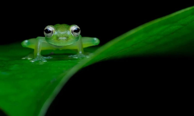 Finalistas do Close-Up Photographer of the Year revelam a beleza e a delicadeza do mundo natural