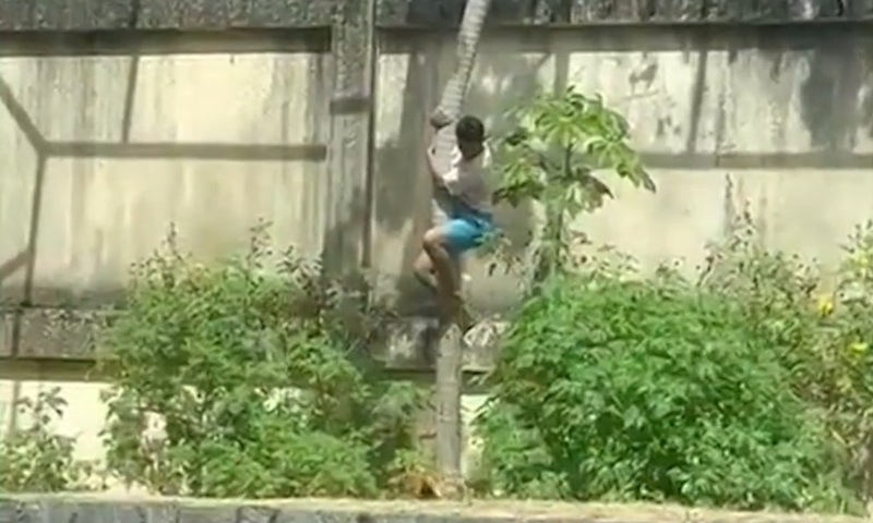 Homem invade recinto de leoa em zoológico de João Pessoa e acaba morto