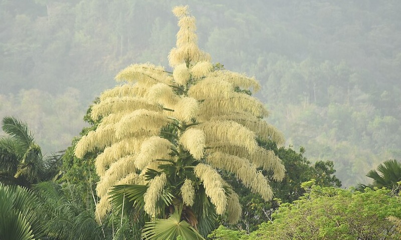 Palmeiras que florescem apenas uma vez na vida desabrocham no Rio de Janeiro