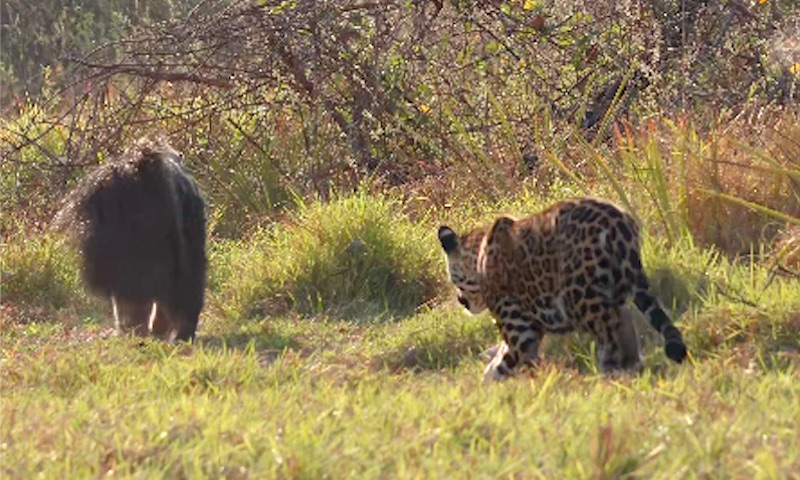 Tamanduá-bandeira com filhote não se abala com a proximidade de uma onça-pintada no Pantanal