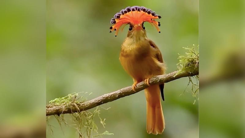 Fotógrafo registra o esplendoroso abrir da crista da maria-leque-do-sudeste, momento raro que dura menos de dois segundos