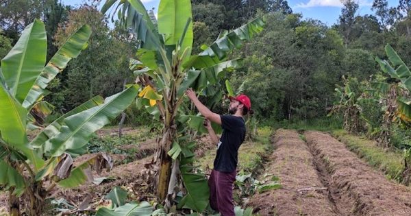 1-milhao-de-hectares-de-agroflorestas-podem-produzir-150-milhoes-de-toneladas-de-comida-foto-jose-azevedo-mongabay-brasil