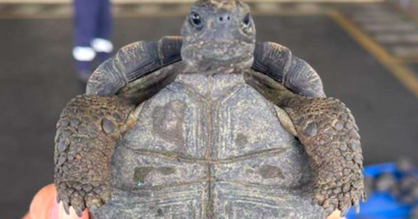185-filhotes-de-tartarugas-sao-apreendidas-no-aeroporto-de-galapagos-foto-divulgacao-aeropuertoecologico1c
