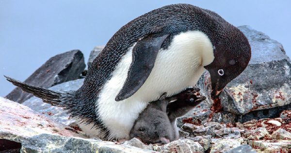 Pinguim-de-adélia (Pygoscelis adeliae) alimentando filhotes - Foto:  Murray Foubister/ Creative Commons