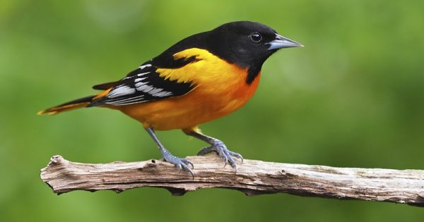 2,9 milhões de aves desapareceram dos Estados Unidos e Canadá nos últimos 50 anos