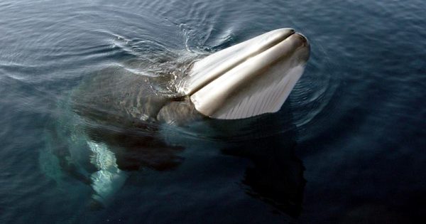 333-baleias-sao-mortas-pelos-japoneses-conexao-planeta-foto-len2040-flickr