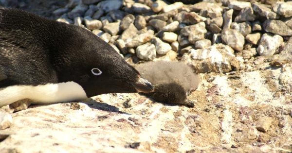 40 mil filhotes de pinguins morrem de fome na Antártica
