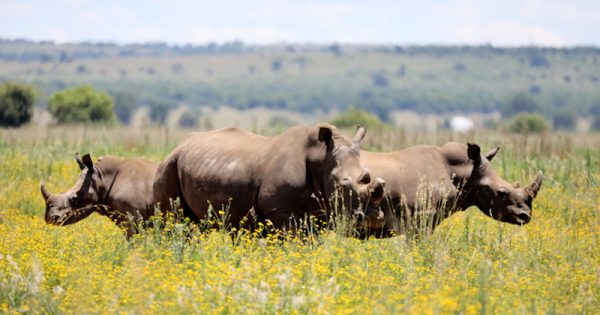 40-rinocerontes-de-2-mil-resgatados-ganham-novo-lar-foto-platinum-rhino0