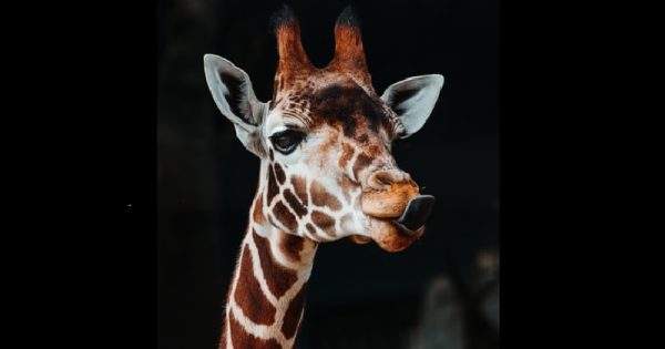 5-meses-girafas-bioparque-conexao-planeta