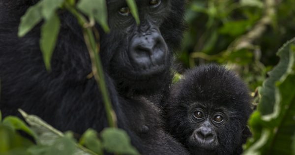 Bageni family in the gorilla sector of Virunga National Park, Bu