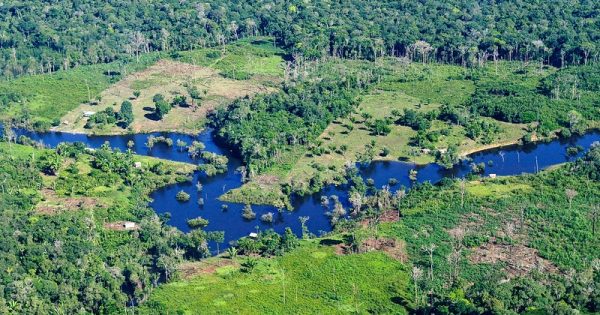60-brasileiros-defendem-preservacao-floresta-conexao-planeta
