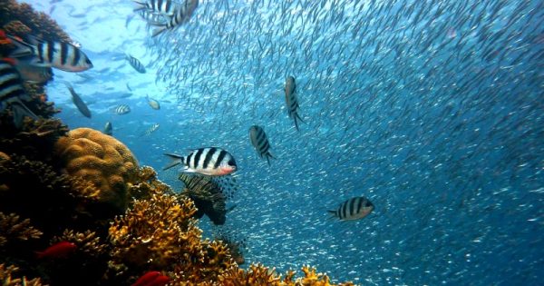 Biodiversidade-marinha-aumenta-em-areas-protegidas-nas-ilhas-fiji-pixabay