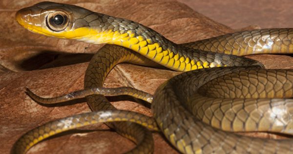 Cobra-Cipó-Marrom-foto-wikimedia-commons