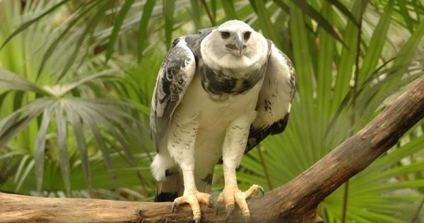 Harpia_harpyja_-Belize_Zoo-8-Medio-1024x576