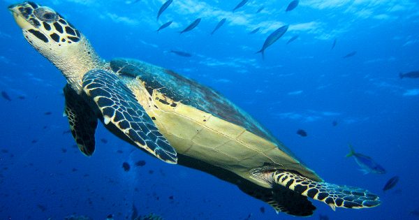 A tartaruga-de-pente (Eretmochelys imbricata) se encontra criticamente ameaçada de extinção segundo a IUCN (União Internacional para a Conservação da Natureza, na sigla em inglês) - Foto: Marc Tarlock/Creative Commons