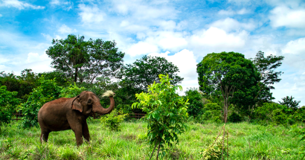 SEB-o-maior-santuario-de-elefantes-do-mundo-abre-foto-rogerio-assis