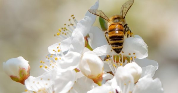 abelha-treinamento-cafe-conexao-planeta