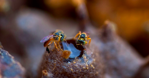 abelhas-nativas-sem-ferrao-são-mais-sensiveis-a-agrotoxicos-que-especie-usada-em-testes-fotos-leo-ramos-pesquisa-fapesp