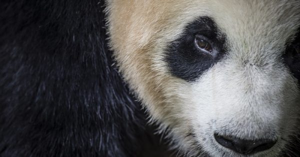 Giant panda at the Dujiangyan Panda Base outside of Chengdu in Sichuan Province, China.