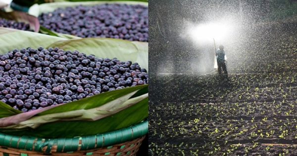 acai-agrotoxico-reforma-tributaria-abre-conexao-planeta.jpg