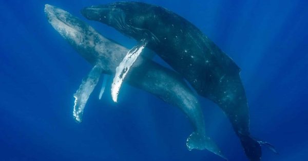 acasalamento-baleias-jubartes-conexao-planeta