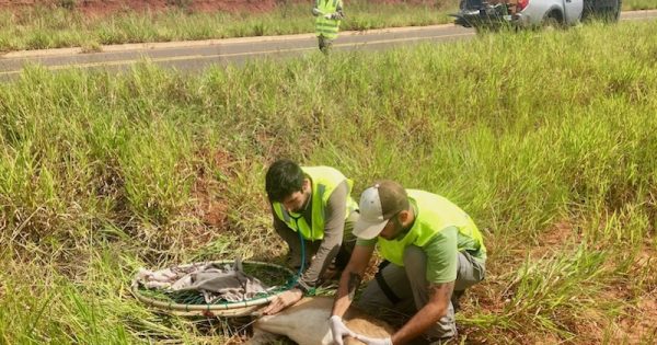 acompanhe-resgate-veado-campeiro-atropelado-foto-incab-ipe-redes