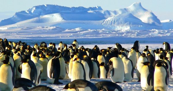 Acordo internacional cria na Antártica a maior reserva de proteção marinha do mundo