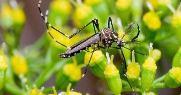 aedes aegypti, mosquito transmissor do Zika vírus, dengue e Chikungunya