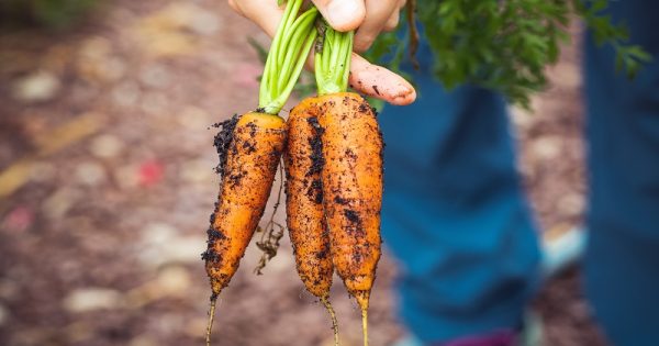 agriculture-carrots-dirty-1268101-ConexaoPlaneta