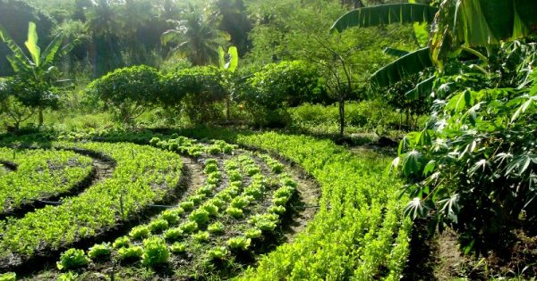 agrofloresta-curso-associacao-agricultura-organica