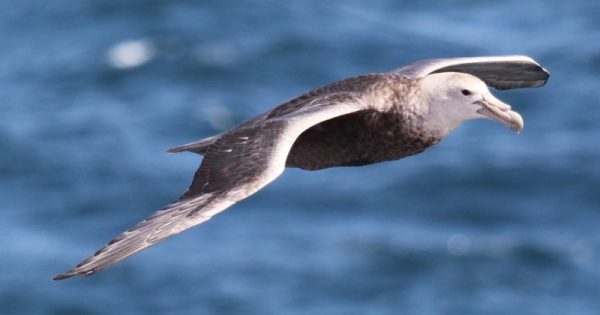 agrotóxicos ameaçam aves da antártica