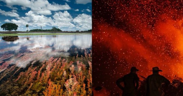 agua-pantanal-fogo-fotos-luciano-candisani-e-lalo-de-almeida