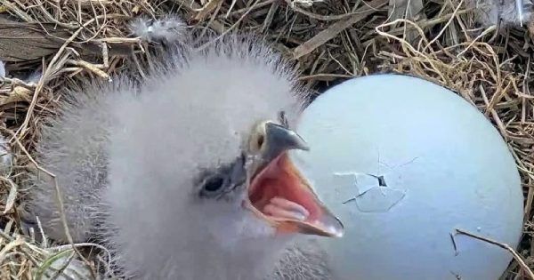 aguia-nascimento-filhotes-conexao-planeta