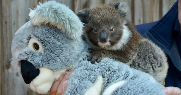 ajuda-coala-pelucia-peso-filhote-nascido-europa-conexao-planeta