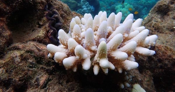 alerta-branqueamento-corais-g-torda-conexao-planeta