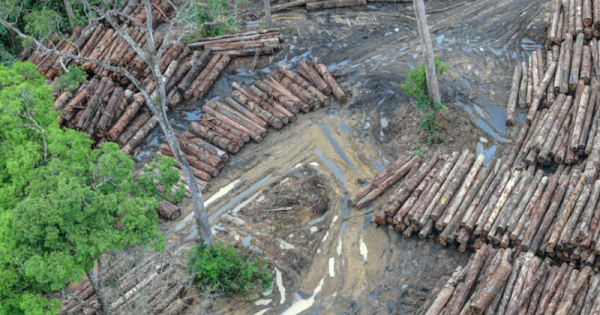 alertas-de-desmatamento-na-amazonia-atingem-recorde-junho-2021-foto-felipe-werneck