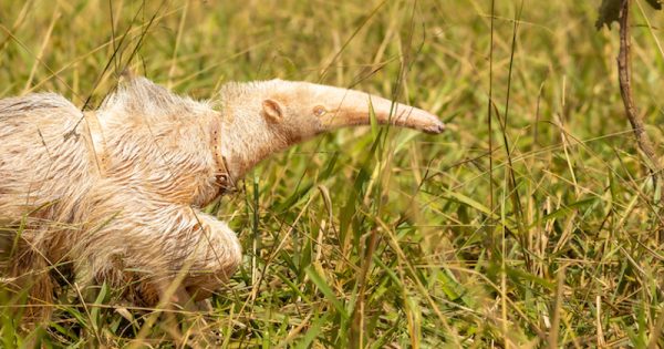 alvinho-tamandua-bandeira-albino-esta-super-saudavel-equipe-foto-edu-fragoso