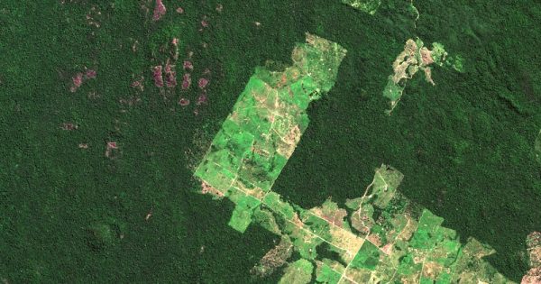 amazonia-perde-1270-km-florestas-julho-conexao-planeta