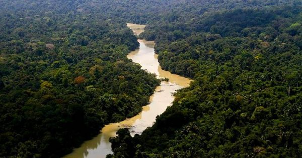 amazonia-reserva-florestal-jamanxim-foto-leonardo-milano-ICMBio